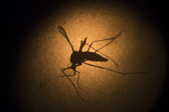 An Aedes aegypti mosquito is photographed through a microscope at the Fiocruz institute in Recife, Pernambuco state, Brazil, on Jan. 27, 2016. (AP Photo/Felipe Dana)