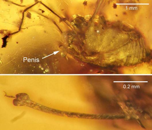 (Jason Dunlop, Paul Selden, Gonzalo Giribet)