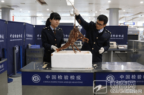 Customs staff in Ningbo, China, hold the lobster. (Sina Weibo)