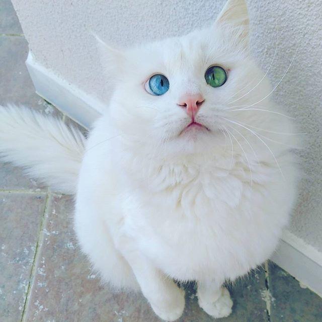 Aloş the van cat. (Courtesy of kedialos)