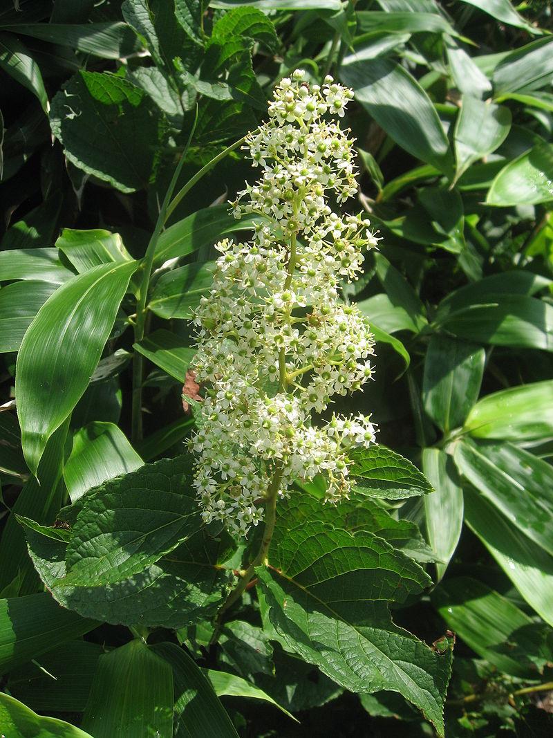 Thunder god vine in flower. (Public Domain)