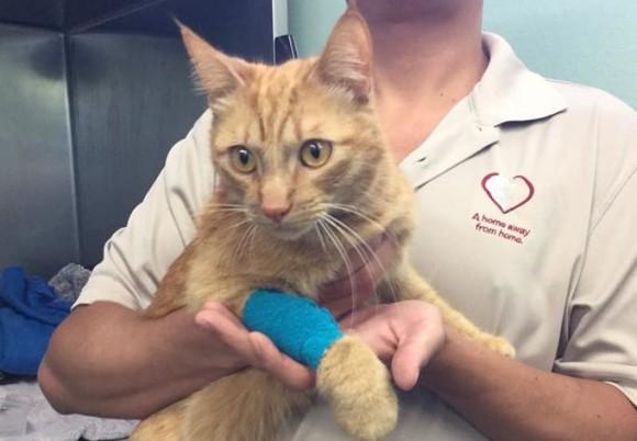 ( Inland Valley Humane Society & SPCA)