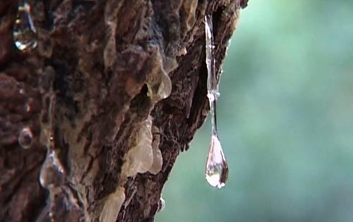 A mastica tree on the island of Chioe with resin teardrop. (Manolis Kagemias)