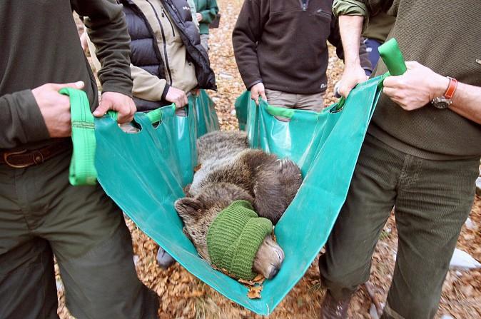 French and Slovenian veterinarians carry a captured Slovenian bear for transport on 24 April 2006 (STRINGER/AFP/Getty Images)