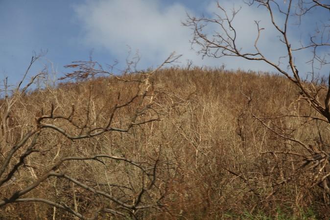 On the ground, it is easy to see the damage to foliage Hurricane Irma brought to Philipsburg, St. Maarten, stripping this entire area of its leaves, in this after photo taken on Sept.11, 2017. (Jose Jimenez/Getty Images)