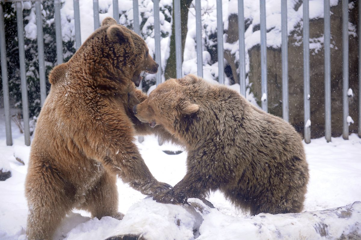 Alaska Man Survives Brown Bear Attack After Friend S