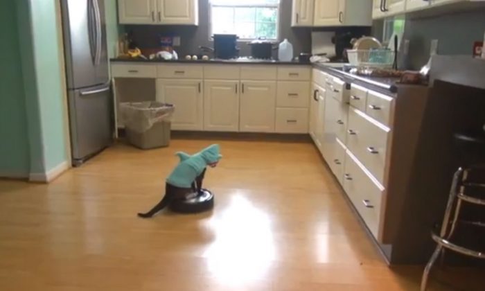 youtube roomba cat