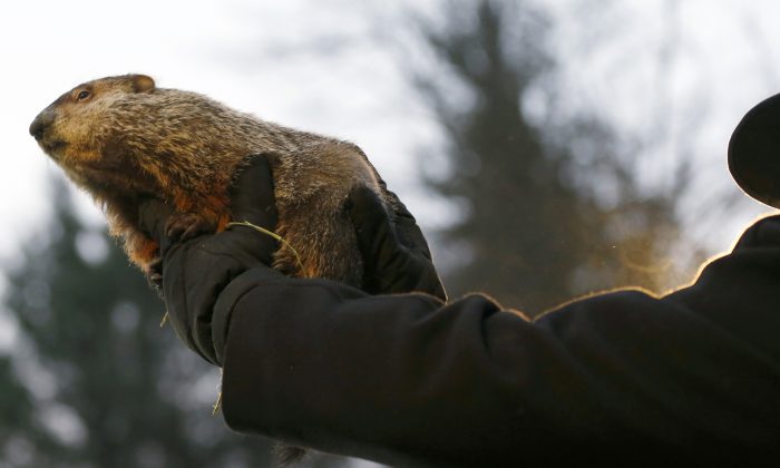 Groundhog Day 2014: What You Need to Know About Punxsutawney Phill