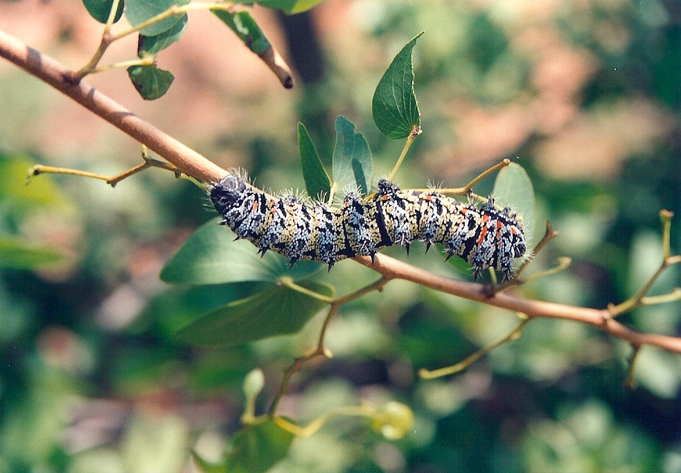 11 Bugs a Lot of People Love to Eat | The Epoch Times