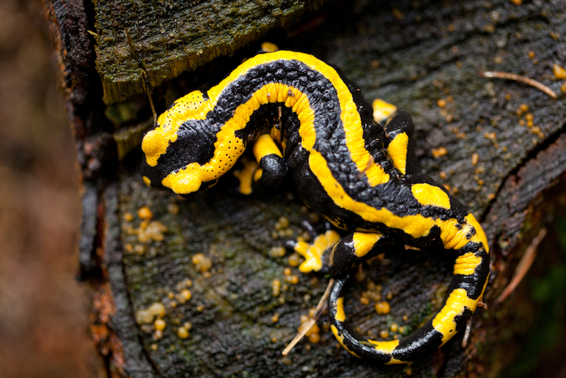 Salamander стим