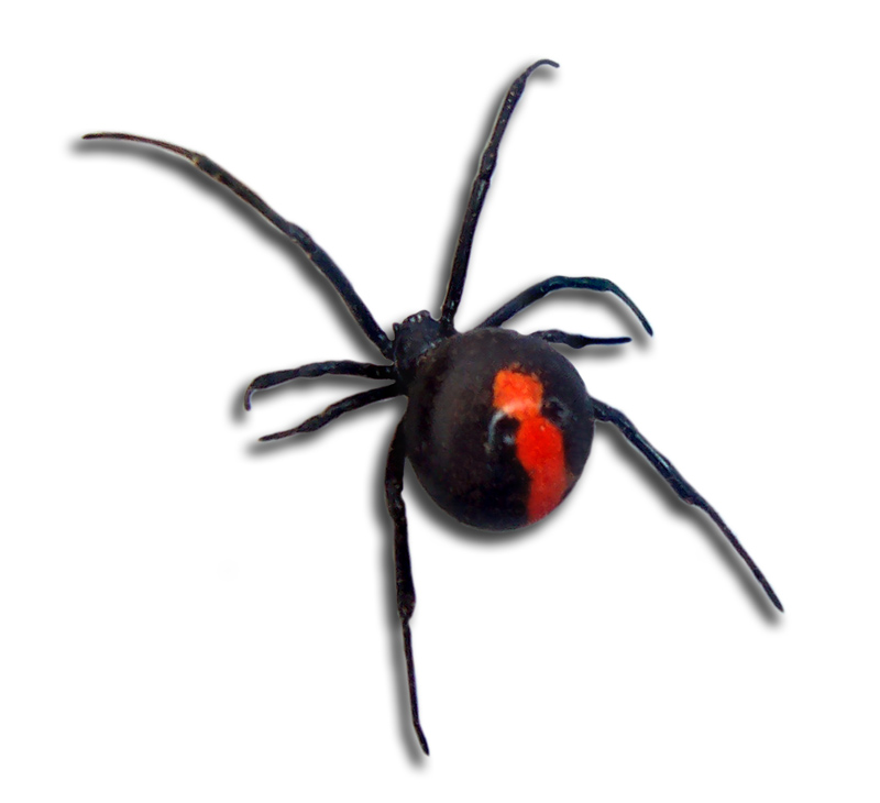 redback spider predators