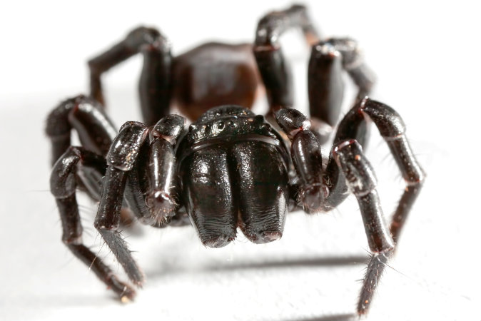 7 Most Dangerous, Poisonous Spiders in the World (+Creepy Videos) | The ...