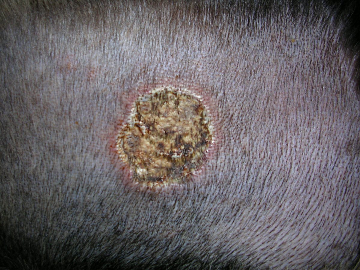 Cancer Cure? Salve Draws Out Tumor Without Bleeding (Photos) | cancer ...