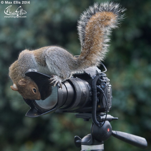 Hilarious photos show squirrels lifting nutty 'barbells