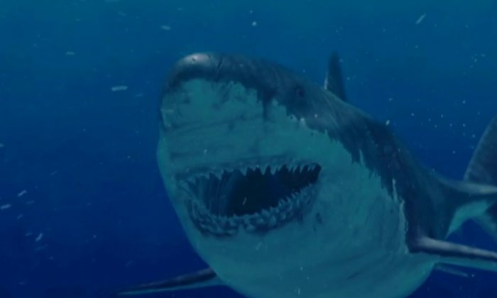 Megalodon Lives? 'Monster' Shark Still Alive? Discovery Channel Shows ...