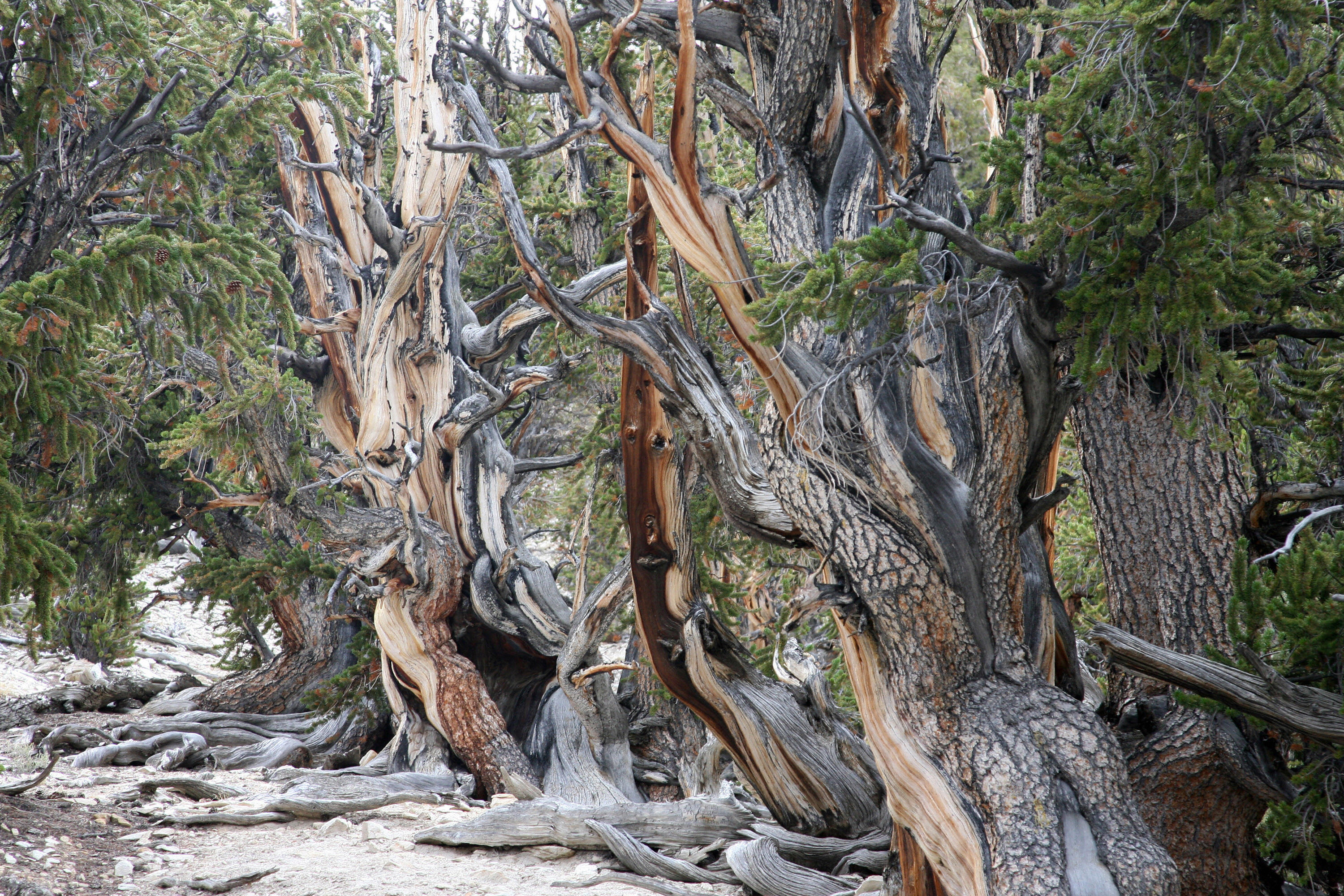 world-s-oldest-trees-3-000-to-9-500-years-old-the-epoch-times