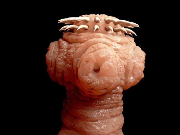 Tapeworm head (Shutterstock*)