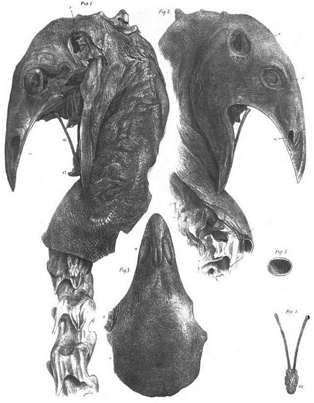 The Frightening Discovery of the Mount Owen Claw | ancient | Cloning ...