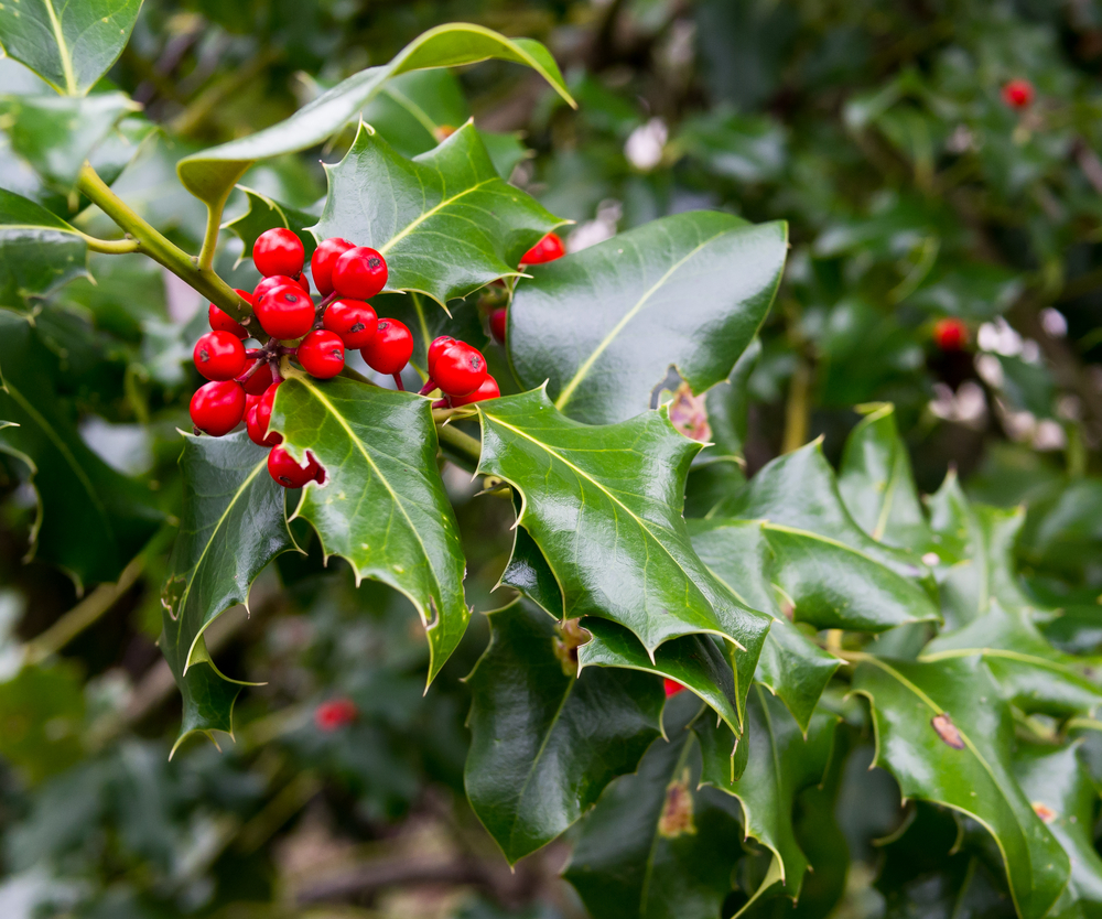 the-secret-life-of-christmas-plants-herbalism-herbs-holly-the