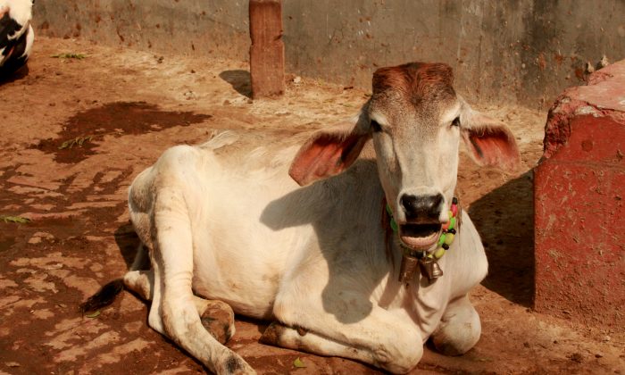 Image result for cow shelter in india