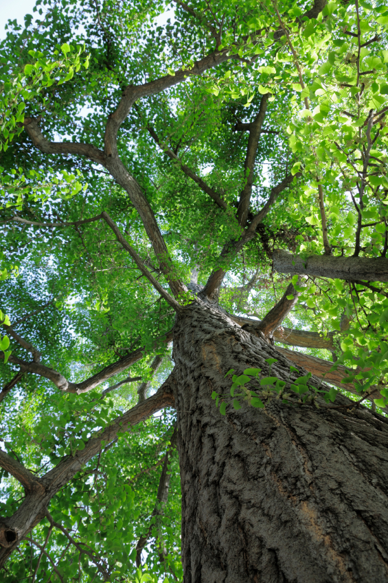 Ginkgo: Ancient Tree of Longevity | Chinese Medicine | herbs | TCM ...