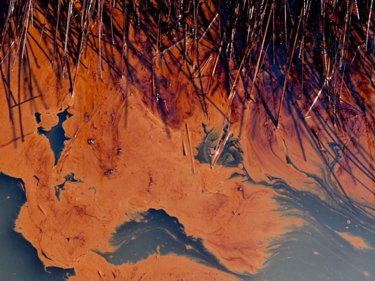 Thick oil from the BP Deepwater Horizon oil spill floats on the surface of the water and coats the marsh wetlands in Bay Jimmy near Port Sulphur, Louisiana, June 11, 2010.  (Saul Loeb/AFP/Getty Images)