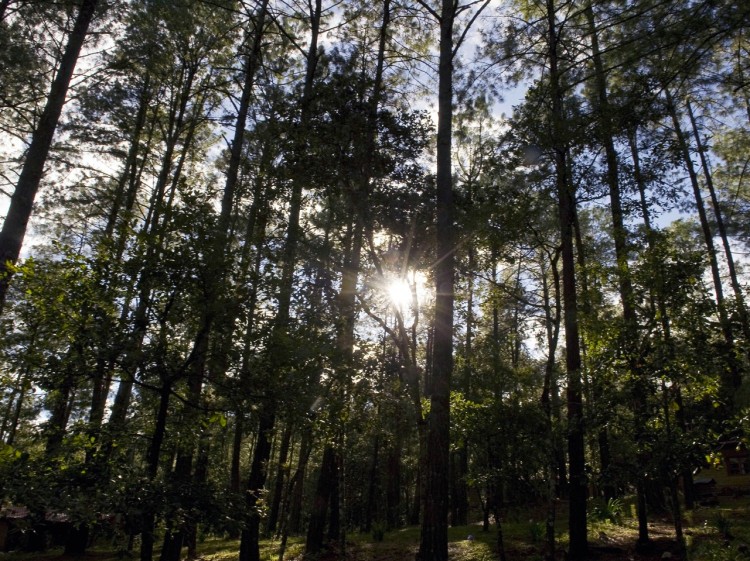 A pine tree forest at Ixtlan de Juarez community, in Mexico. The Zapotec Indians fought for the control of a pine tree forest from a state company, more than 20 years ago, and today share ownership of the land.  (Alfredo Estrella/AFP/Getty Images)