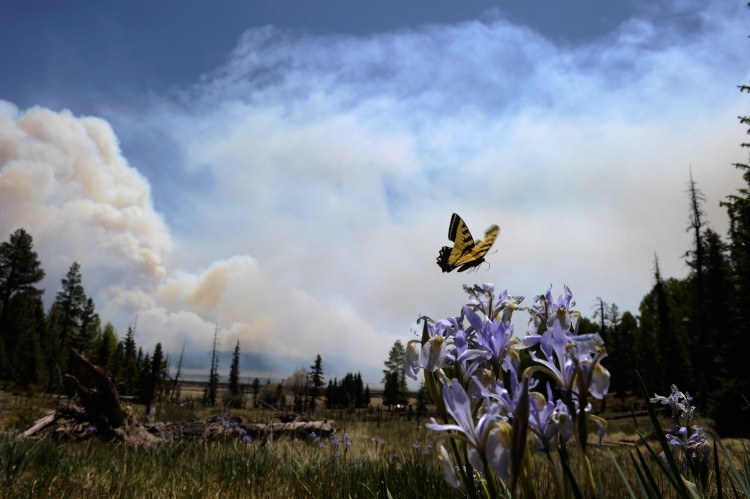 A butterfly hovers over a flower as smoke rises around the Lee Valley Recreational area in the Apache National Forest during back burn operations as the Wallow Fire continues to burn June 12, in Big Lake, Arizona.   (Kevork Djansezian/Getty Images)