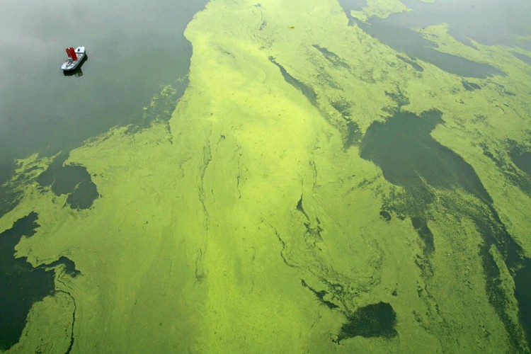 Algae floats in the Hanjiang river, a tributary of the Yangtze River in Wuhan after rain-triggered floods, in central China's Hubei province on June 20, 2011. (STR/AFP/Getty Images)