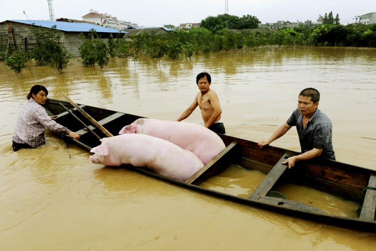 Chinese farmers rescue their pigs in flood waters after heavy rains hit Lanxi, east China's Zhejiang province on June 20, 2011. (STR/AFP/Getty Images)