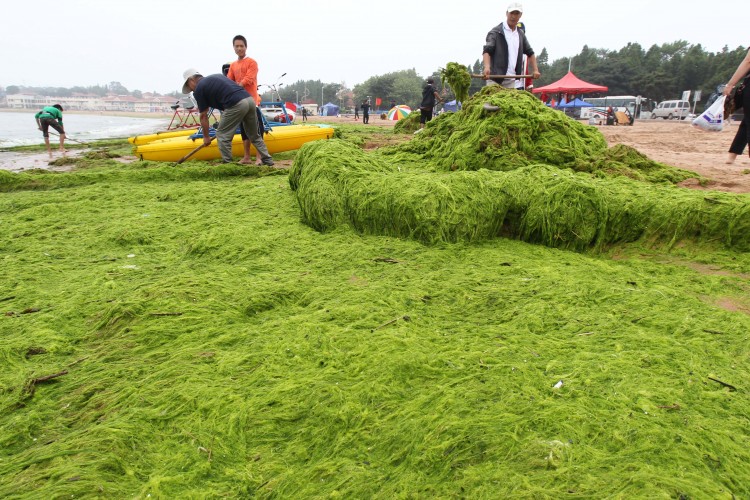 People clean up seaweed which has covered a beach on July 6, 2011 in Qingdao. (STR/AFP/Getty Images)