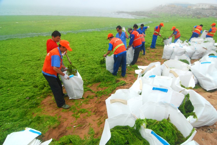 People clean up seaweed which has covered a beach on July 6, 2011. (ChinaFotoPress/Getty Images)