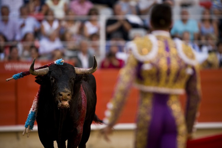 A bull looks at the bullfighter Jose Maria Manzanares of Spain. (David Ramos/Getty Images)