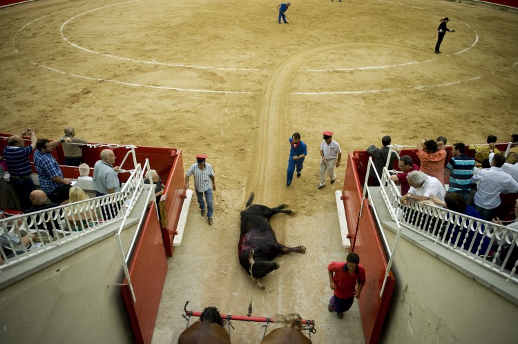 A dead bull is dragged out of the bullring after being slaughtered by the bullfighter Sebastian Castella of France. (David Ramos/Getty Images)