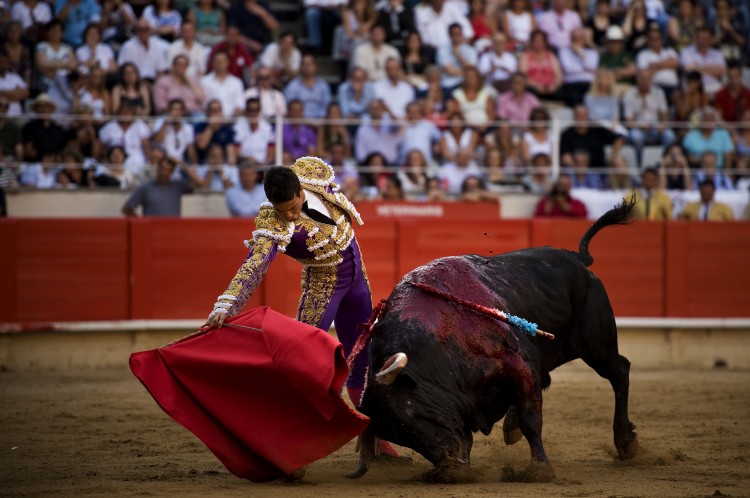 Bullfighter Jose Maria Manzanares performs during the second bullfight of the 2011 season at the Monumental bullring on July 10, 2011 in Barcelona, Spain. (David Ramos/Getty Images)