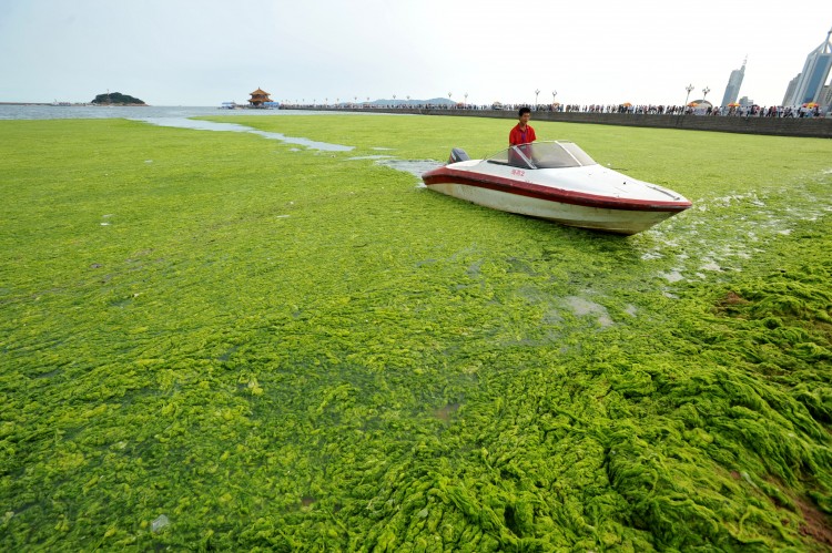 A Chinese man sails his boat along near Qingdao. (STR/AFP/Getty Images)