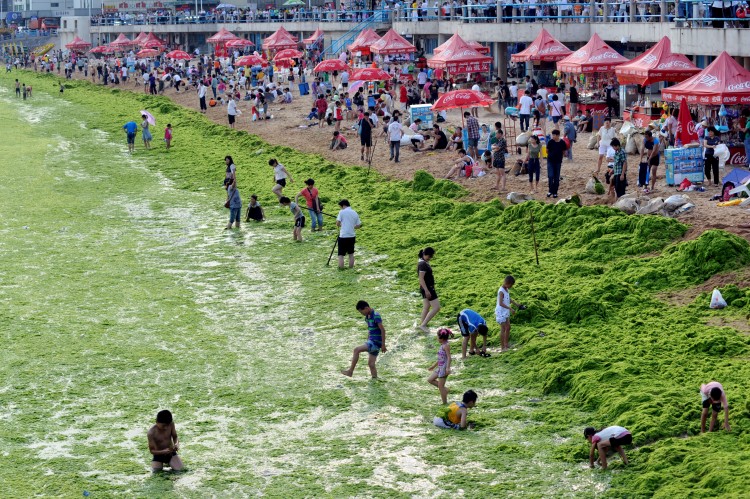 Chinese tourists play by the algae-filled coastline of Qingdao in mid-July. (STR/AFP/Getty Images)