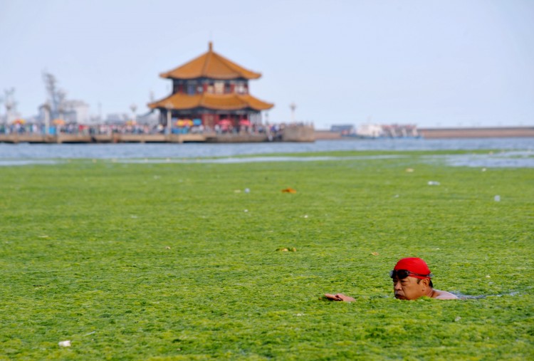 A Chinese man swims along the algae-filled coastline of Qingdao. (STR/AFP/Getty Images)