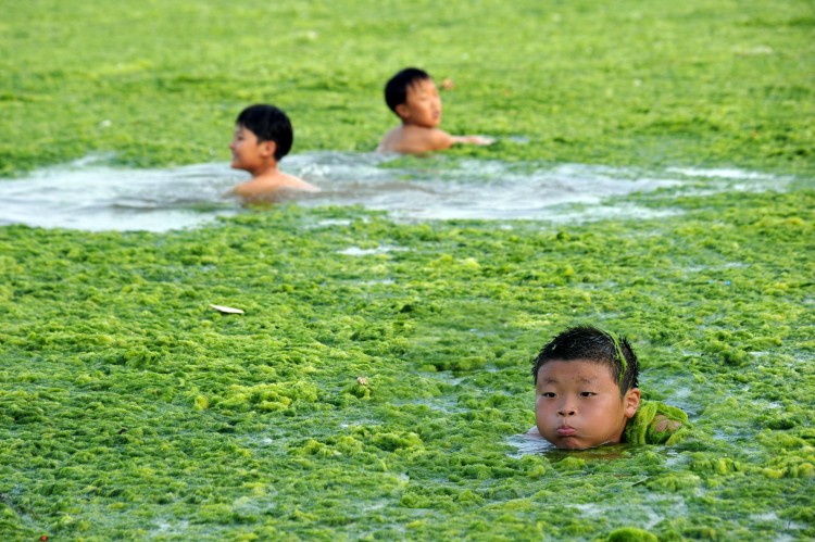 Chinese children swim along the algae-filled coastline of Qingdao, in eastern China's Shandong province on July 17, 2011. (STR/AFP/Getty Images)