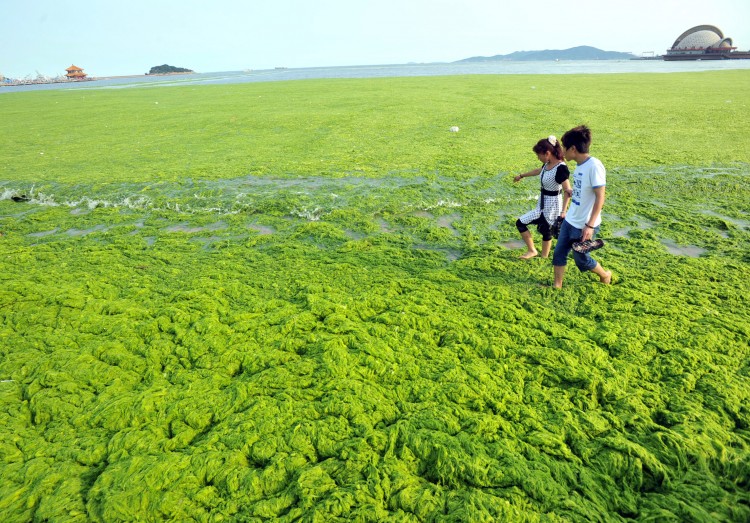 A Chinese couple walks along the algae-filled coastline of Qingdao. (STR/AFP/Getty Images)