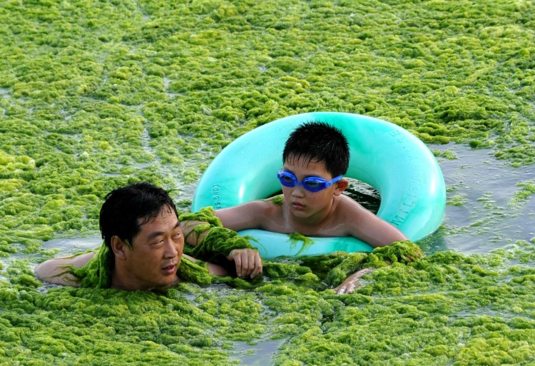 A Chinese man swims with his son along the algae-filled coastline of Qingdao. (AFP/Getty Images)