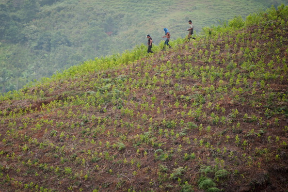 TO GO WITH AFP HISTORY BY GUILLERMO BARROS  Farmers walk across a coca plantation in the mountains of the department of Cauca, Colombia, on June 21, 2012. (LUIS ROBAYO/AFP/GettyImages)