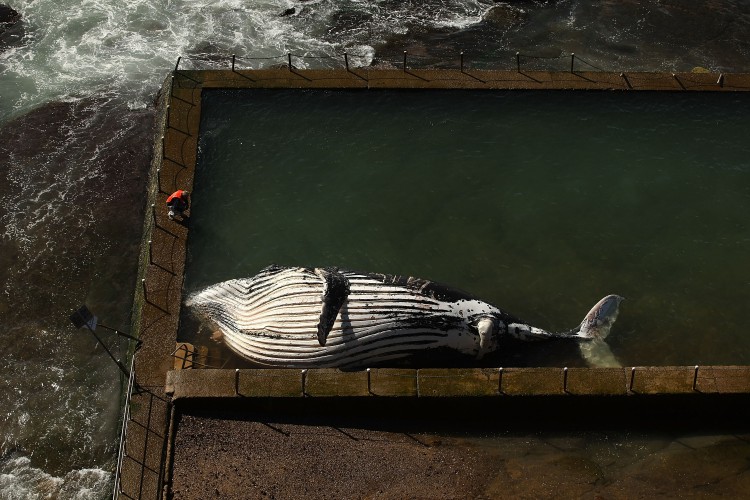 male sub-adult humpback whale washed up