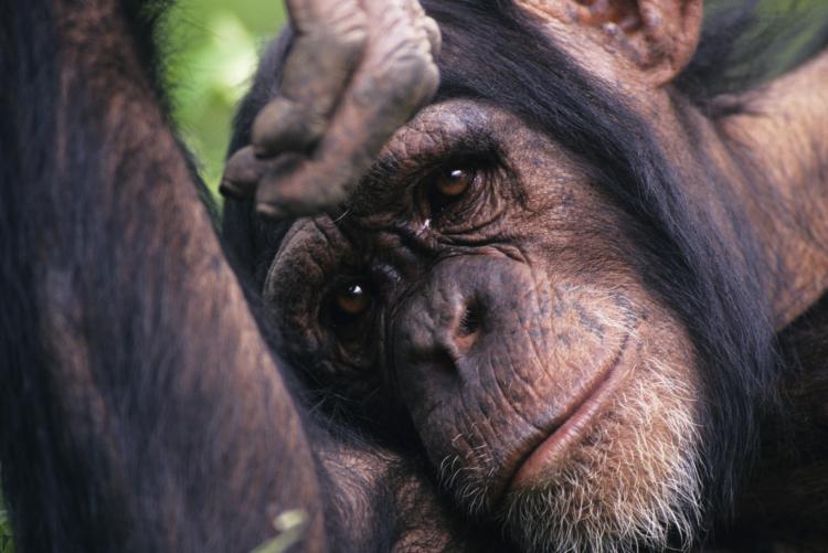 SENSITIVE ANIMAL: Research found that chimpanzees are sensitive to their companions' deaths.