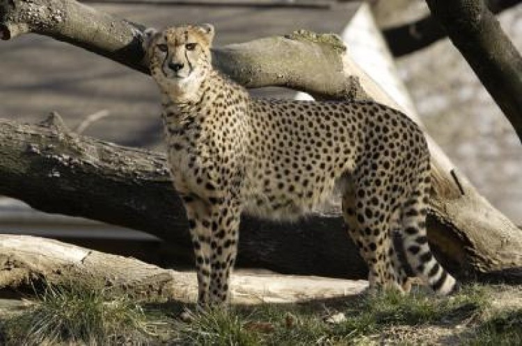 On May 28, the SCBI's six-year-old cheetah, Amani, gave birth to the first litter of cheetahs born in the United States this year. (Mehgan Murphy/Smithsonian National Zoo)