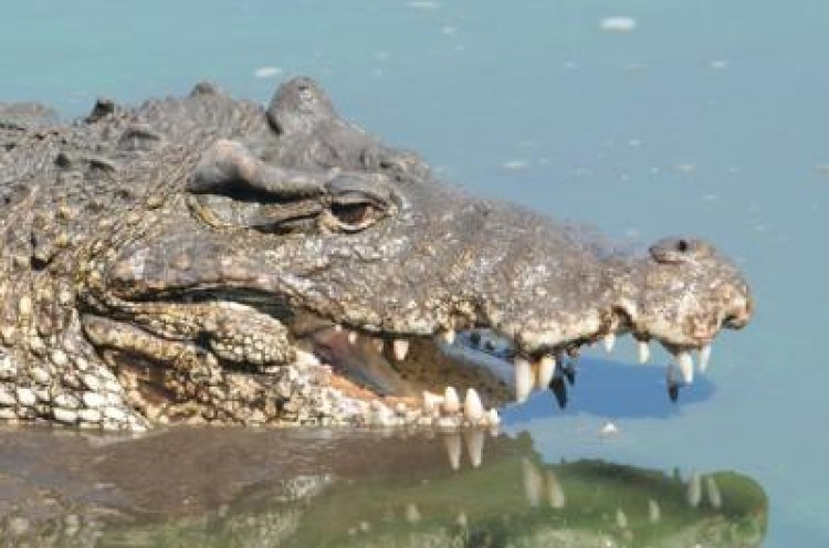 A new study confirms that critically endangered Cuban crocodiles are hyrbridizing with American crocodiles in the wild. (Steve Zack/Wildlife Conservation Society)