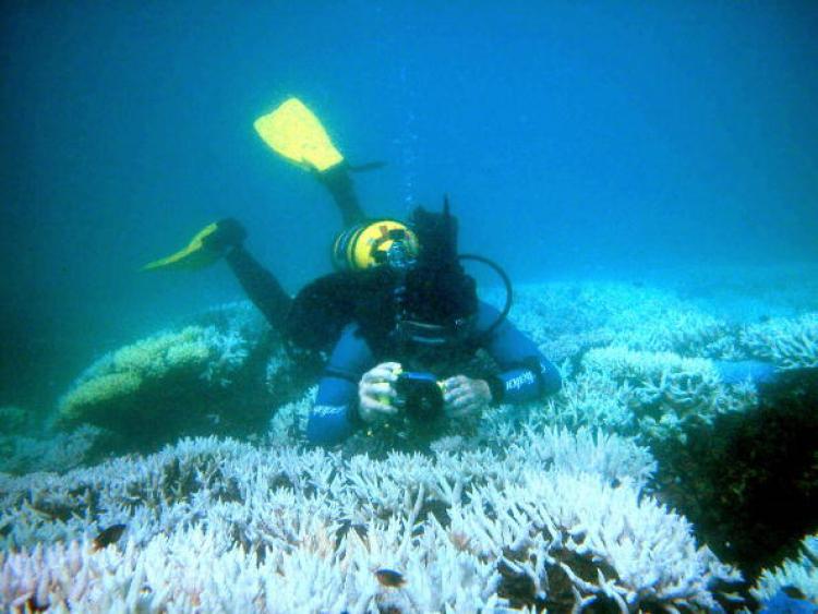 Coral reefs are sensitive biomes that indicate changes in sea environment. (Ove Hoegh-Guilberg/AFP/Getty Images)