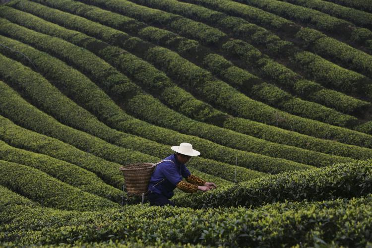 A farmer picks tea leaves in the outskirts of Chongqing Municipality, China. The tea producing peak falls on spring days around the end of March and early April when many tea factories have to operate at full capacity. (China Photos/Getty Images)