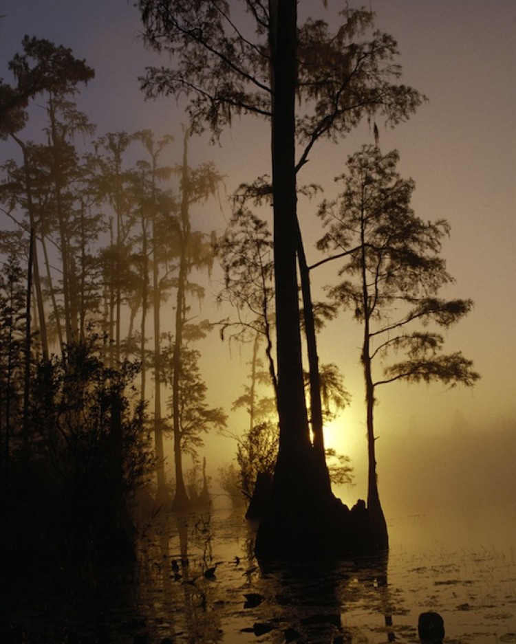 DANGER: Trees in the Okefenokee are threatened by fires.   (Courtesy of George Gentry/Fish and Wildlife Service)