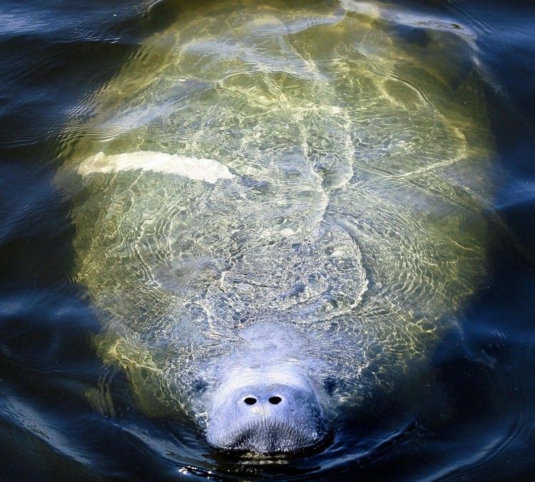 PROTECTION NEEDED: A manatee surfacing for air in a canal in Miami, Fla. Manatees are threatened by human activities such as boating. (Robert Sullivan/AFP/Getty Images)